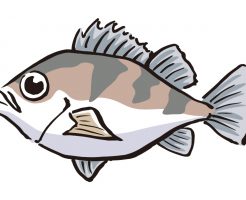 メバルの認知症予防効果